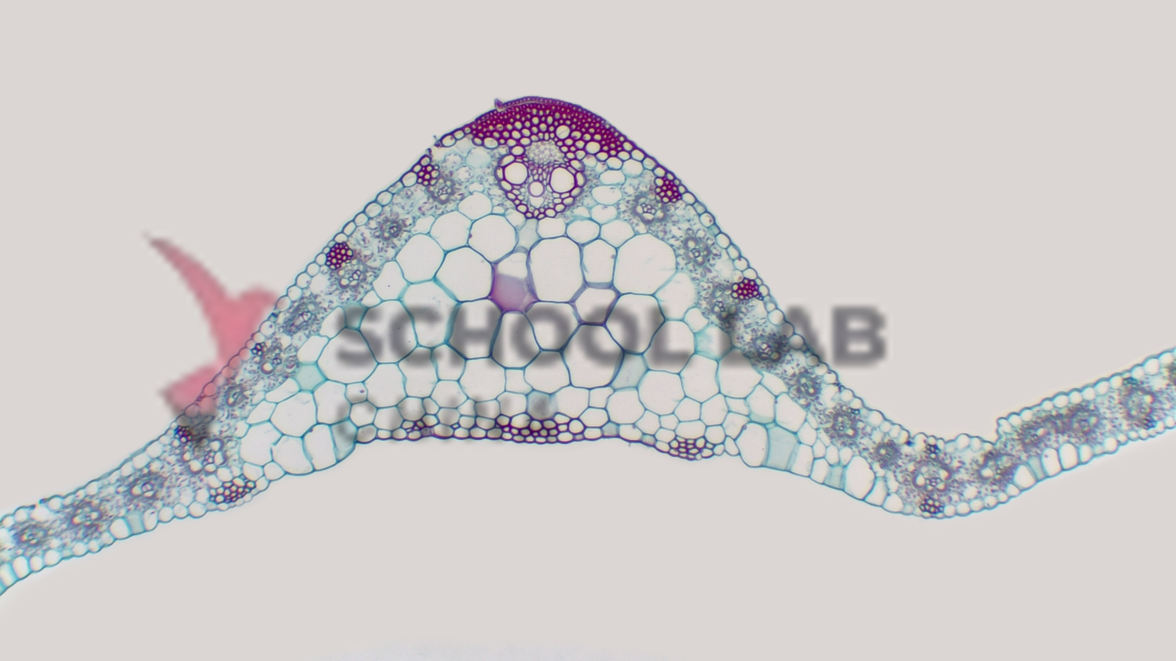 Monocot Plant Slide Set - Set of 3 Slides